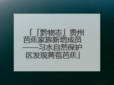 「黔物志」贵州芭蕉家族新增成员——习水自然保护区发现黄苞芭蕉