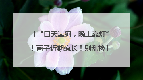“白天靠狗，晚上靠灯”！菌子近期疯长！别乱捡