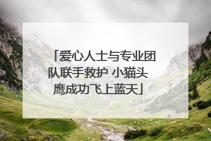 爱心人士与专业团队联手救护 小猫头鹰成功飞上蓝天