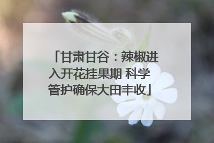 甘肃甘谷：辣椒进入开花挂果期 科学管护确保大田丰收