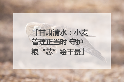 甘肃清水：小麦管理正当时 守护粮“芯”绘丰景