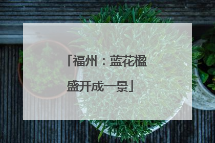福州：蓝花楹盛开成一景