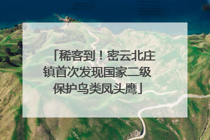 稀客到！密云北庄镇首次发现国家二级保护鸟类凤头鹰