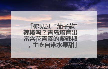 你见过“茄子款”辣椒吗？青岛培育出富含花青素的紫辣椒，生吃自带水果甜