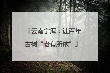 云南宁洱：让百年古树“老有所依”
