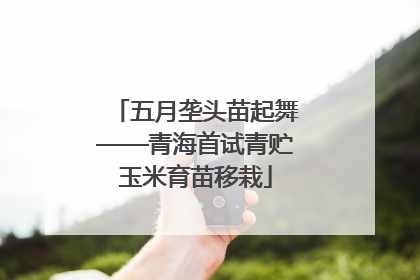 五月垄头苗起舞——青海首试青贮玉米育苗移栽