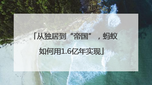 从独居到“帝国”，蚂蚁如何用1.6亿年实现