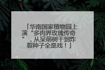 华南国家植物园上演“多肉界玫瑰传奇”，从呆萌树干到炸裂种子全是戏！