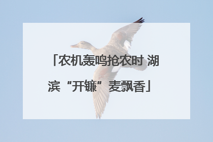 农机轰鸣抢农时 湖滨“开镰”麦飘香