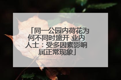 同一公园内荷花为何不同时盛开 业内人士：受多因素影响 属正常现象