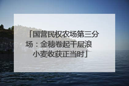 国营民权农场第三分场：金穗卷起千层浪 小麦收获正当时