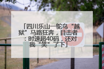四川乐山一鸵鸟“越狱”马路狂奔，目击者：时速超40码，还对我“笑”了下