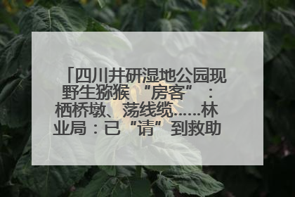 四川井研湿地公园现野生猕猴 “房客”：栖桥墩、荡线缆……林业局：已“请”到救助站，将放归自然