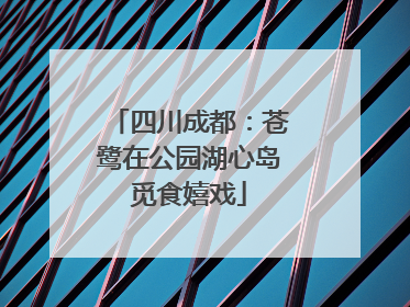 四川成都：苍鹭在公园湖心岛觅食嬉戏