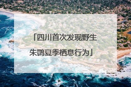 四川首次发现野生朱鹮夏季栖息行为
