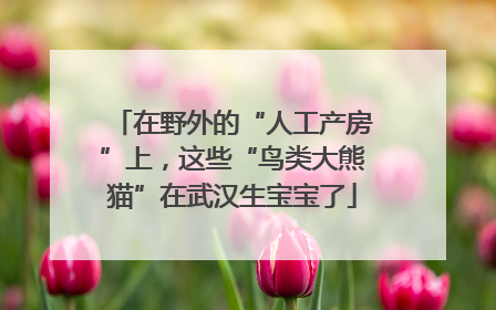 在野外的“人工产房”上，这些“鸟类大熊猫”在武汉生宝宝了