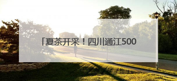 夏茶开采！四川通江5000余亩欧标茶园迎来采摘季