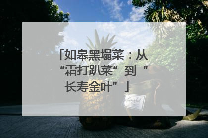 如皋黑塌菜：从“霜打趴菜”到“长寿金叶”