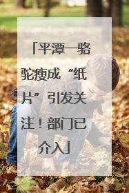平潭一骆驼瘦成“纸片”引发关注！部门已介入