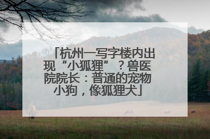 杭州一写字楼内出现“小狐狸”？兽医院院长：普通的宠物小狗，像狐狸犬