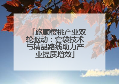 旅顺樱桃产业双轮驱动：套袋技术与精品路线助力产业提质增效