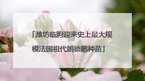 潍坊临朐迎来史上最大规模法国祖代朗德鹅种苗