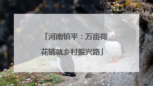 河南镇平：万亩荷花铺就乡村振兴路