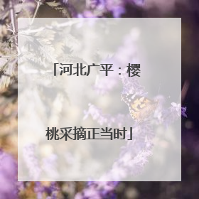 河北广平：樱桃采摘正当时