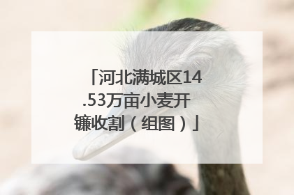 河北满城区14.53万亩小麦开镰收割（组图）