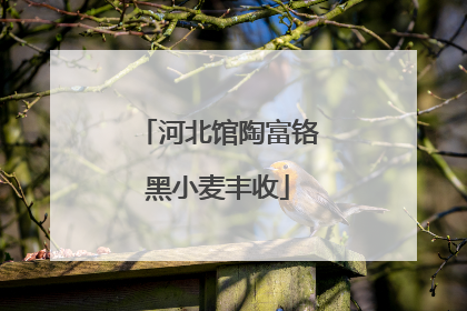 河北馆陶富铬黑小麦丰收