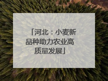 河北：小麦新品种助力农业高质量发展