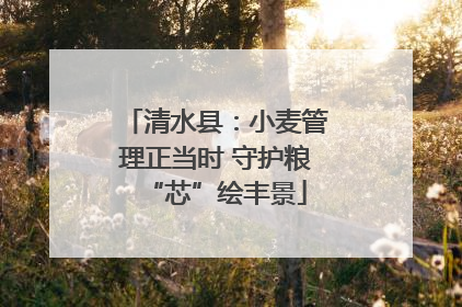 清水县：小麦管理正当时 守护粮“芯”绘丰景