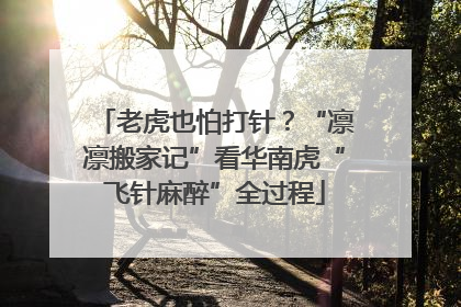 老虎也怕打针？“凛凛搬家记”看华南虎“飞针麻醉”全过程