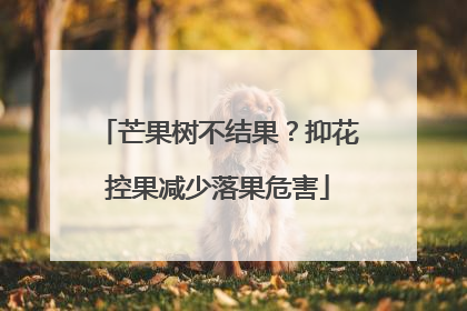 芒果树不结果？抑花控果减少落果危害