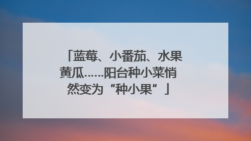 蓝莓、小番茄、水果黄瓜……阳台种小菜悄然变为“种小果”