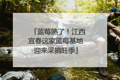 蓝莓熟了！江西宜春这家蓝莓基地迎来采摘旺季