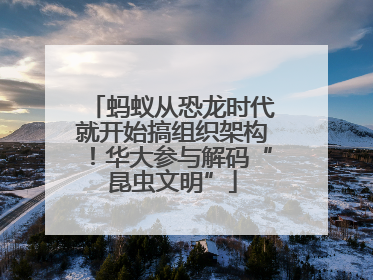 蚂蚁从恐龙时代就开始搞组织架构！华大参与解码“昆虫文明”