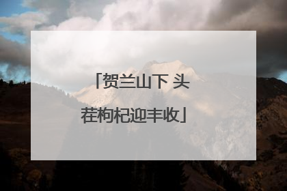 贺兰山下 头茬枸杞迎丰收