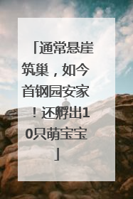 通常悬崖筑巢，如今首钢园安家！还孵出10只萌宝宝