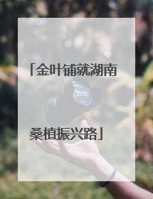 金叶铺就湖南桑植振兴路