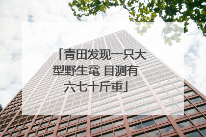 青田发现一只大型野生鼋 目测有六七十斤重