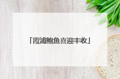 霞浦鲍鱼喜迎丰收