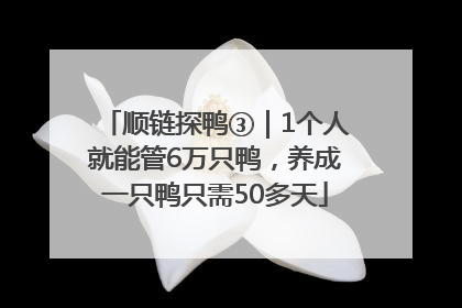 顺链探鸭③｜1个人就能管6万只鸭，养成一只鸭只需50多天