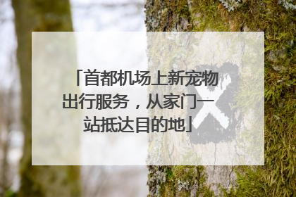 首都机场上新宠物出行服务，从家门一站抵达目的地