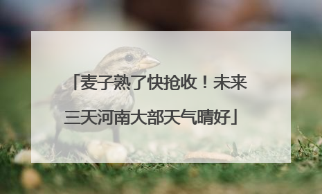 麦子熟了快抢收！未来三天河南大部天气晴好
