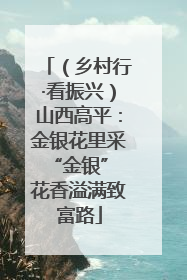 （乡村行·看振兴）山西高平：金银花里采“金银” 花香溢满致富路