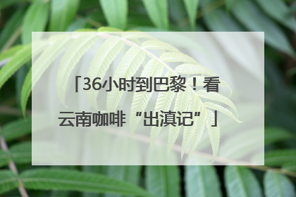 36小时到巴黎！看云南咖啡“出滇记”